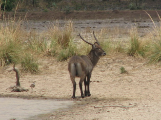 03 Waterbuck Quittant La Mare
